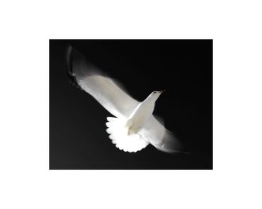 long-exposure ring billed gull in flight fine art photograph