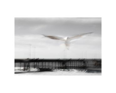 long-exposure ring billed gull in flight fine art photograph Venice pier