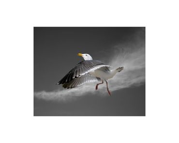 Western gull in flight and cirrus clouds fine art photograph