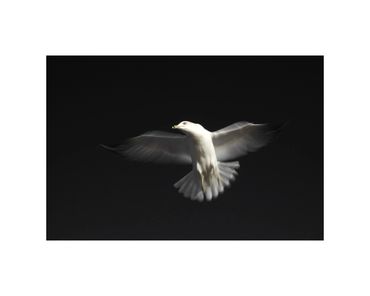 long-exposure ring billed gull in flight fine art photograph