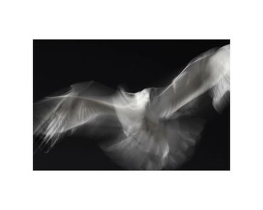 long-exposure ring billed gull in flight fine art photograph