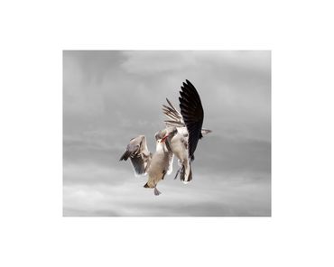 Heermann's gulls in flight cirrus cloud