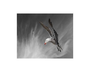 Superman. Heermann's gull in flight and cirrus clouds fine art photograph