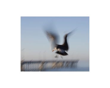 long-exposure Heermann's gull in flight fine art photograph
