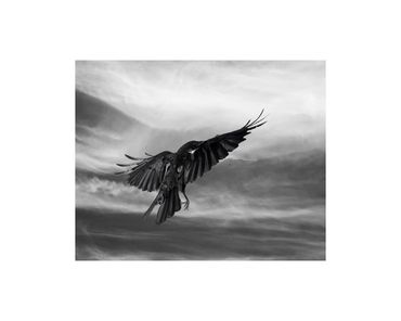 crow in flight fine art photograph