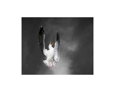 western gull in flight fine art photograph