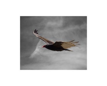 Turkey vulture in flight fine art photograph