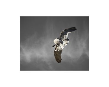 Heermann's gull in flight fine art photograph