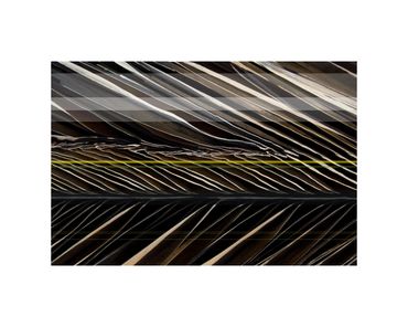 Environmental art fine art photographic collage palm frond limited edition photograph