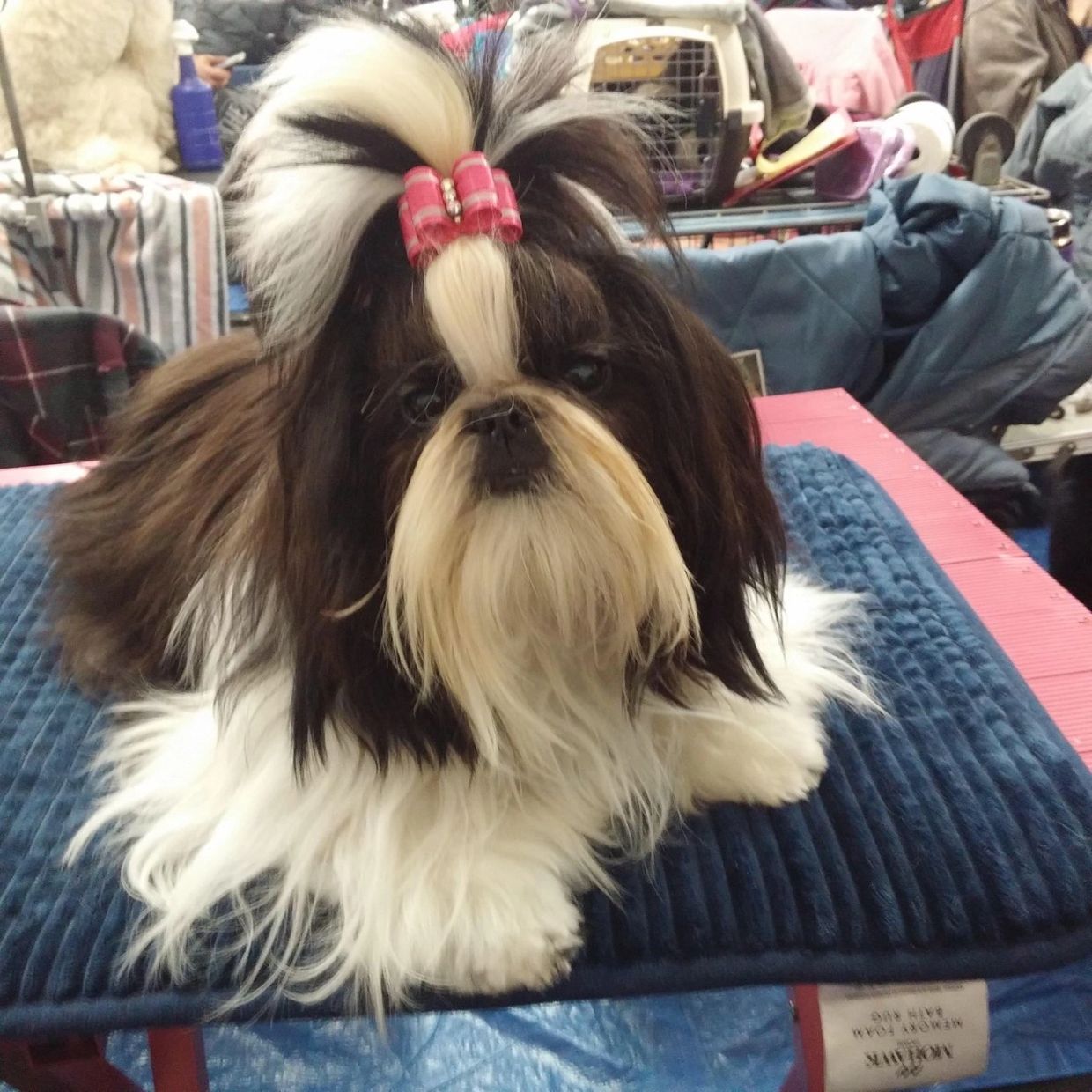 This is Journey, she is between 10-11 lbs, quite a sweet personality  Anticipated her coming into se