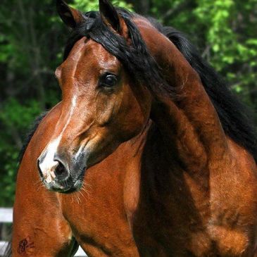ESA Paloma
Imperial Shehaab x Imperial Karismah