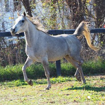 Infinity Bint Misteen
Imperial Baaru x Misteen