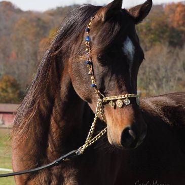 Infinity Mistaara
Imperial Mistaar x Farid Nile Spirit