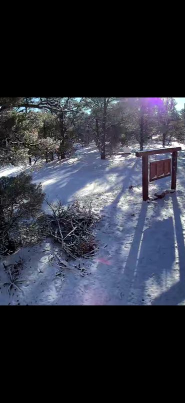 Snow-covered forest path with shadows and wooden sign in sunlight.