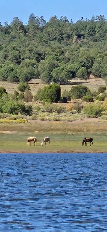 Three horses grazing near a blue lake with a forested hill in the background.