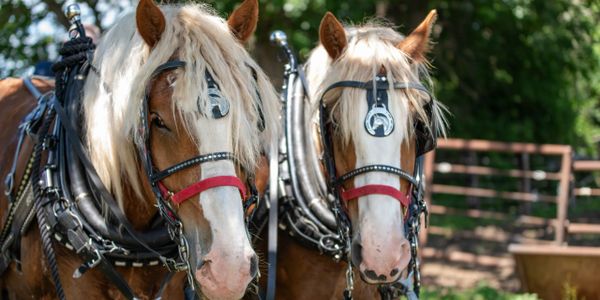 Two horses with bridles and harnesses standing side by side outdoors.