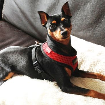 Miniature Pinscher
