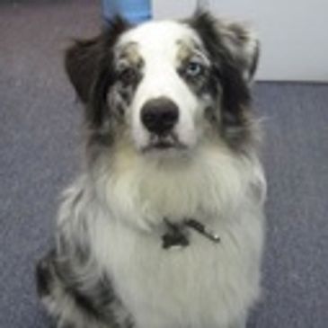 Australian Shepherd