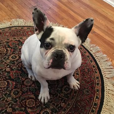 French Bulldog/Boston Terrier Mix
