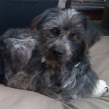 Australian Cattle Dog Mix