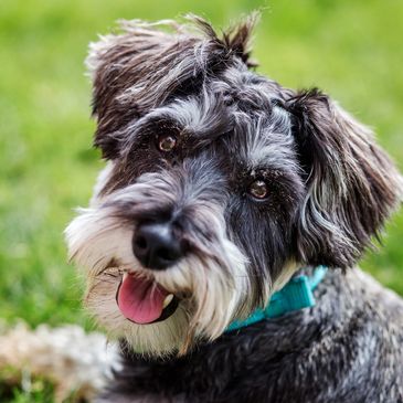 Miniature Schnauzer