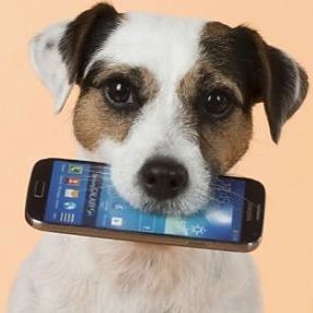 Jack Russell Terrier with phone