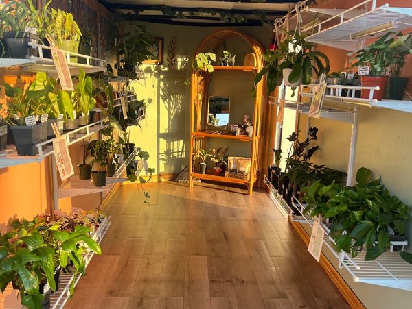 Sunlit room filled with various potted plants on white shelves and a wooden mirror stand.