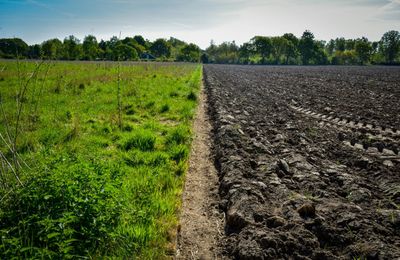 No till vs till.