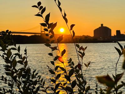 Sunset over a river with silhouetted plants and a distant bridge.