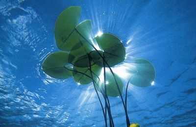 Lotus floating in water