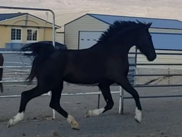 KWPN Black 2019  mare started undersaddle