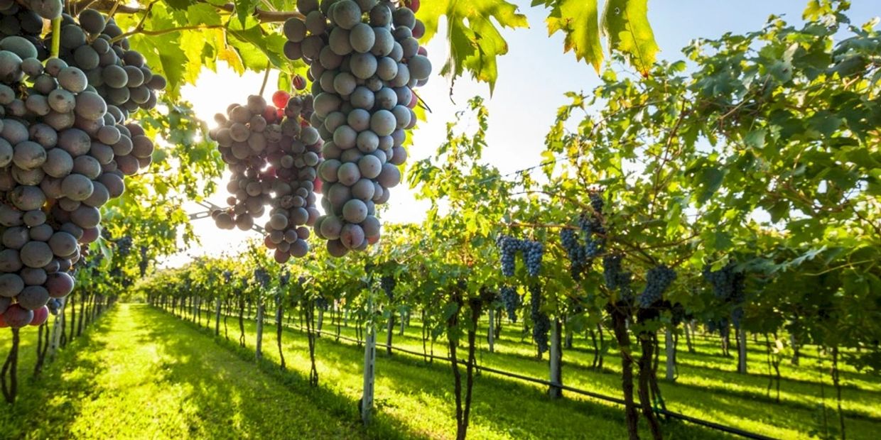 Sunlit vineyard with ripe grape clusters.