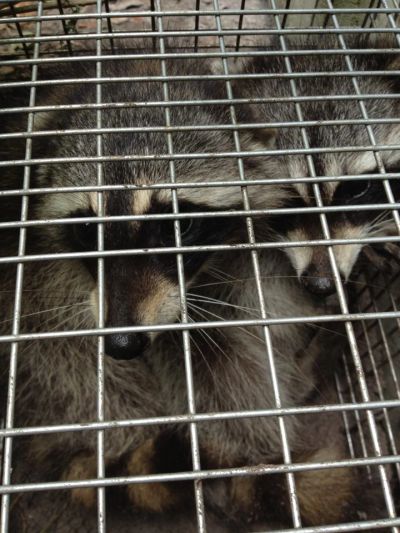 Raccoons trapped in a cage