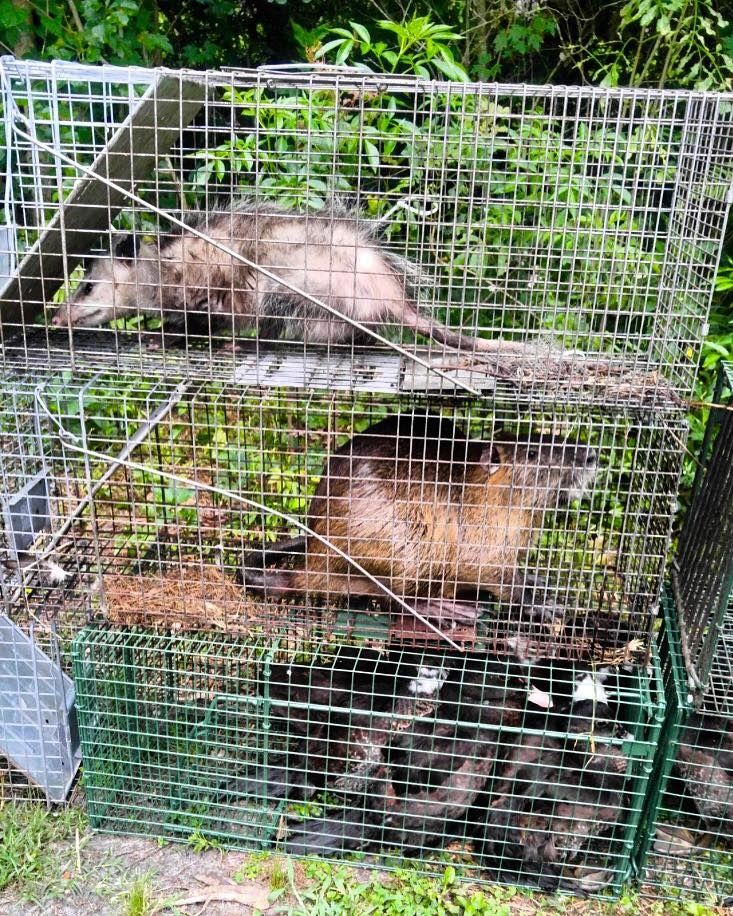 A possum, a nutria, and several beavers trapped in wire cages