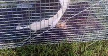 Wild bird in a wire cage