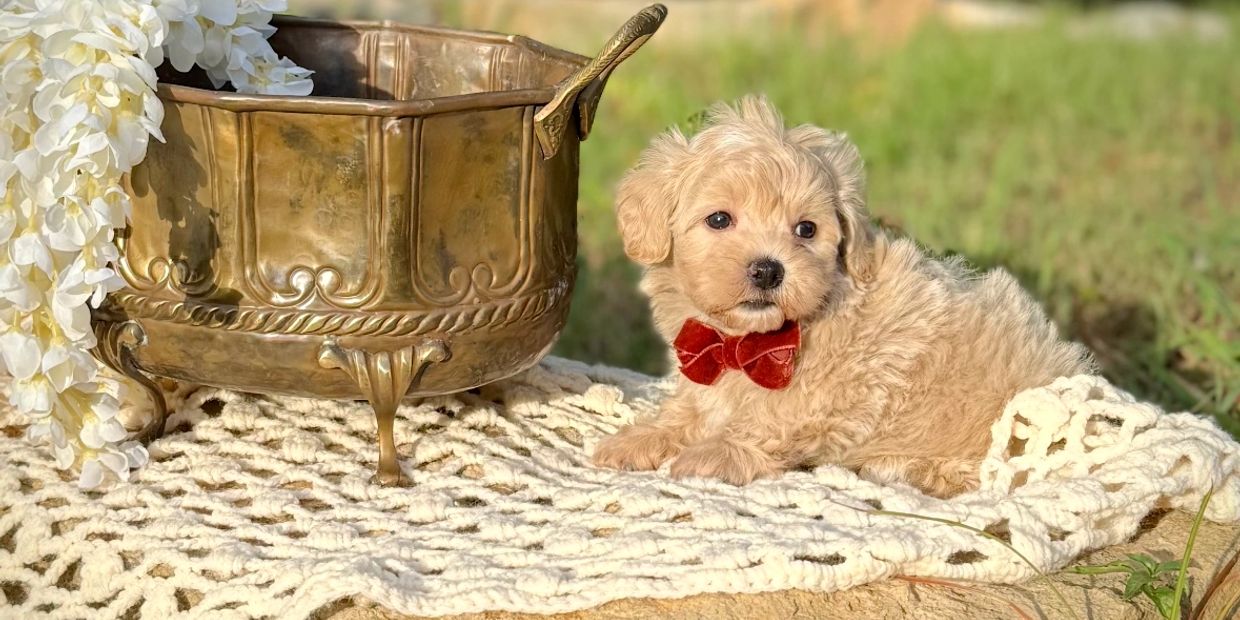 Fluffy puppy with a red bow tie resting on a crocheted blanket.