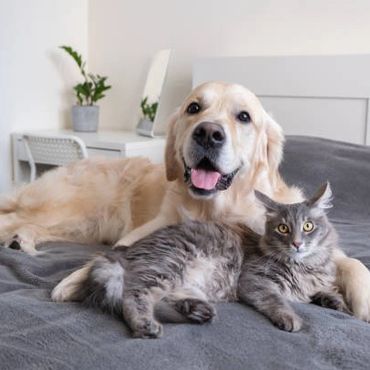 Golden retriever and gray cat lying together on a bed.