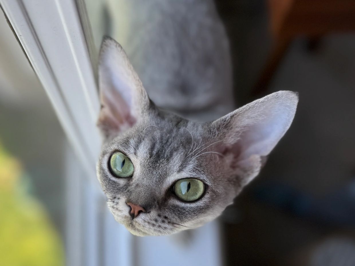 Close-up of a grey cat with green eyes looking up by a window.