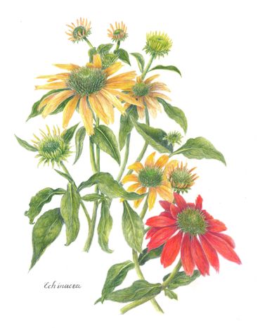 Colored Pencil on Drafting Film
Framed Size 14w x 17h