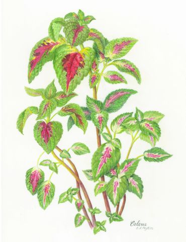 Colored Pencil on Drafting Film
Framed Size 14w x 18h