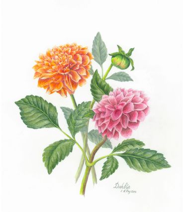 Colored Pencil on Drafting Film
Framed Size 16w x 16h