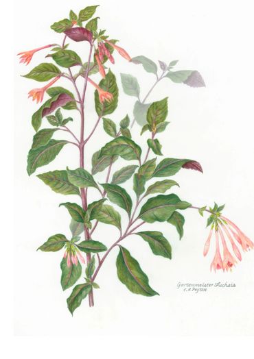 Colored Pencil on Drafting Film