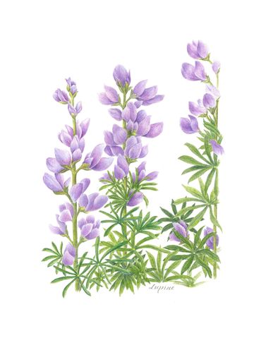 Colored Pencil onDrafting Film
Framed Size  14 x 18