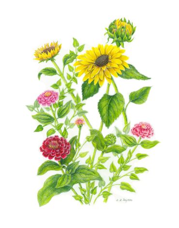 Colored Pencil on drafting film. Framed size 15 w x 18h