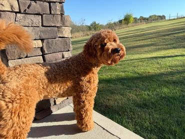 Curly-coated brown dog standing on a porch near a stone wall.