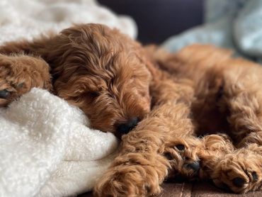Curly-haired dog peacefully sleeping on a cozy blanket.