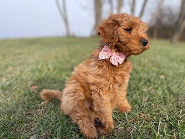 Curly brown puppy wearing a pink bow sitting on grass.