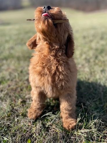 Curly brown puppy holding a stick in its mouth outdoors.