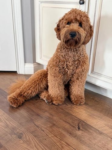 Fluffy brown dog sitting on wooden floor near white cabinets.