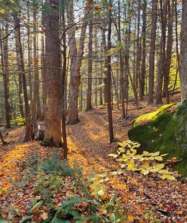 Sunlit forest at BEEC
